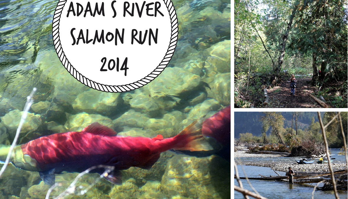 Adams River Salmon Run Canadian Mom