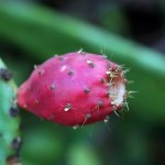 Prickly Pear – From Desert to Dessert