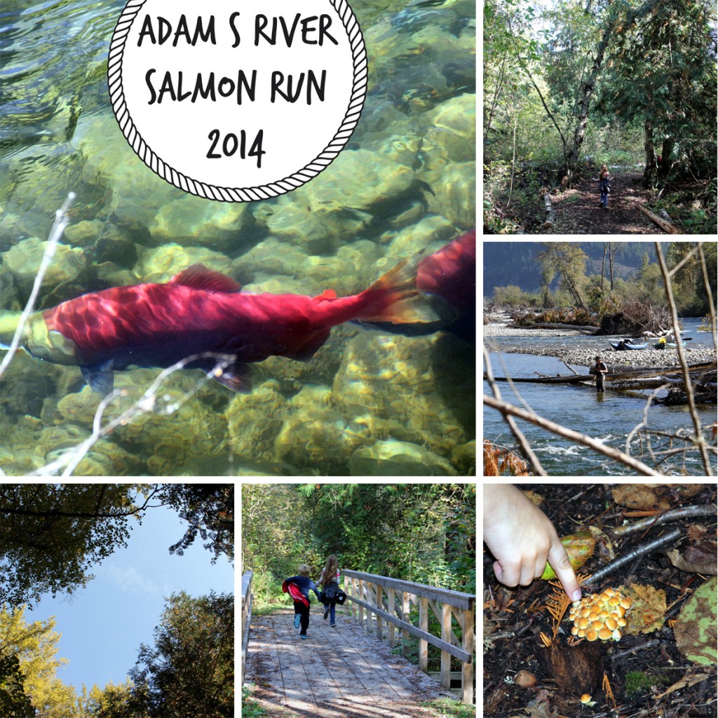 Adams River Collage2 copy