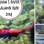 Adams River Salmon Run