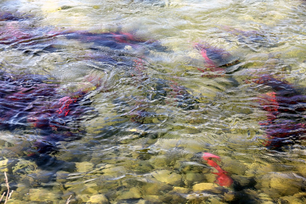 adams river salmon