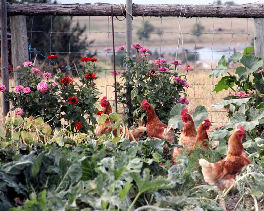 chickens in the garden 2