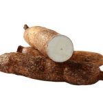 Yuca – Bark is Worse Than the Bite